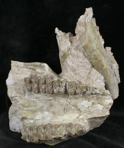 Oreodont (Merycoidodon) Partial Skull - Wyoming #27585